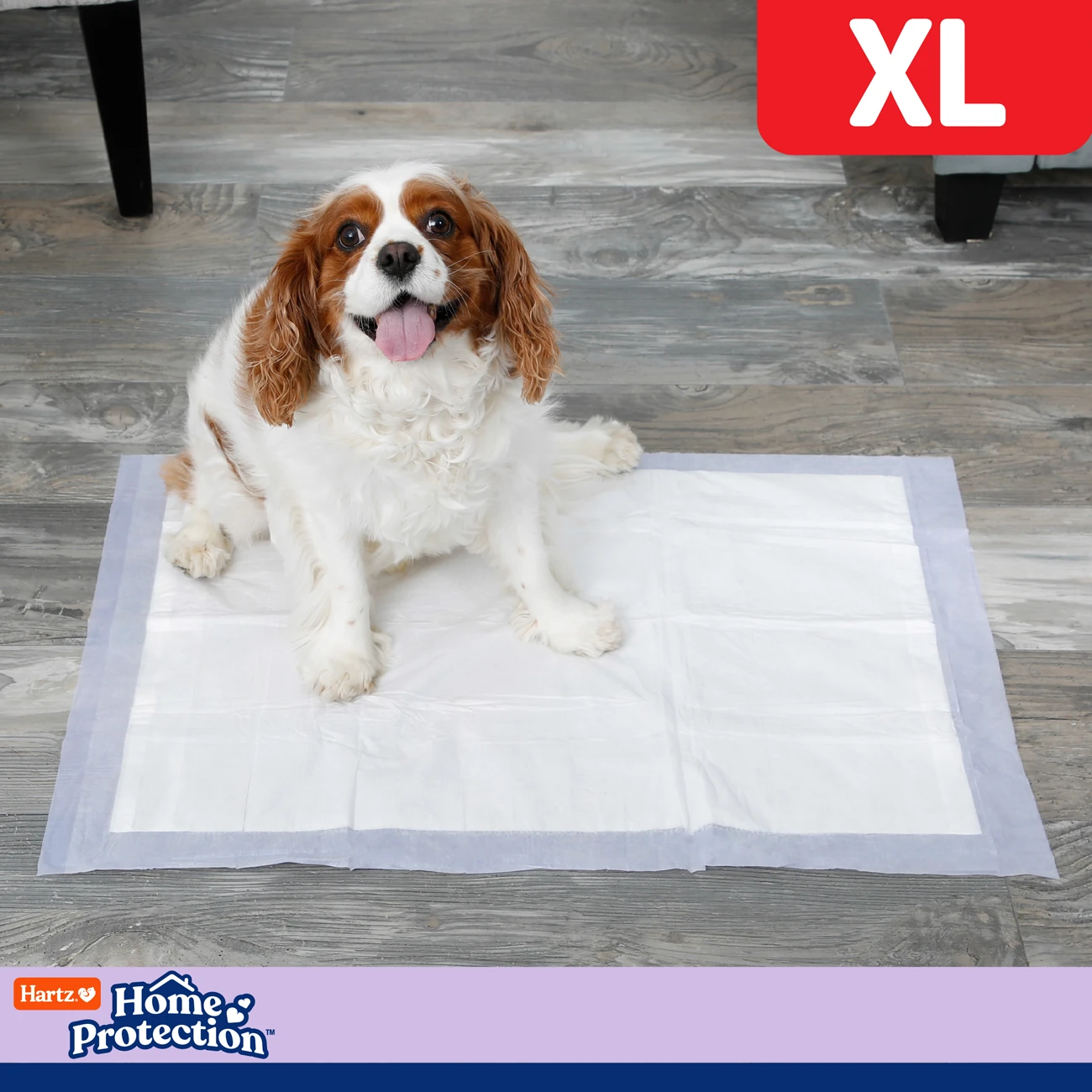 Cavalier King Charles Spaniel sitting on a training pad