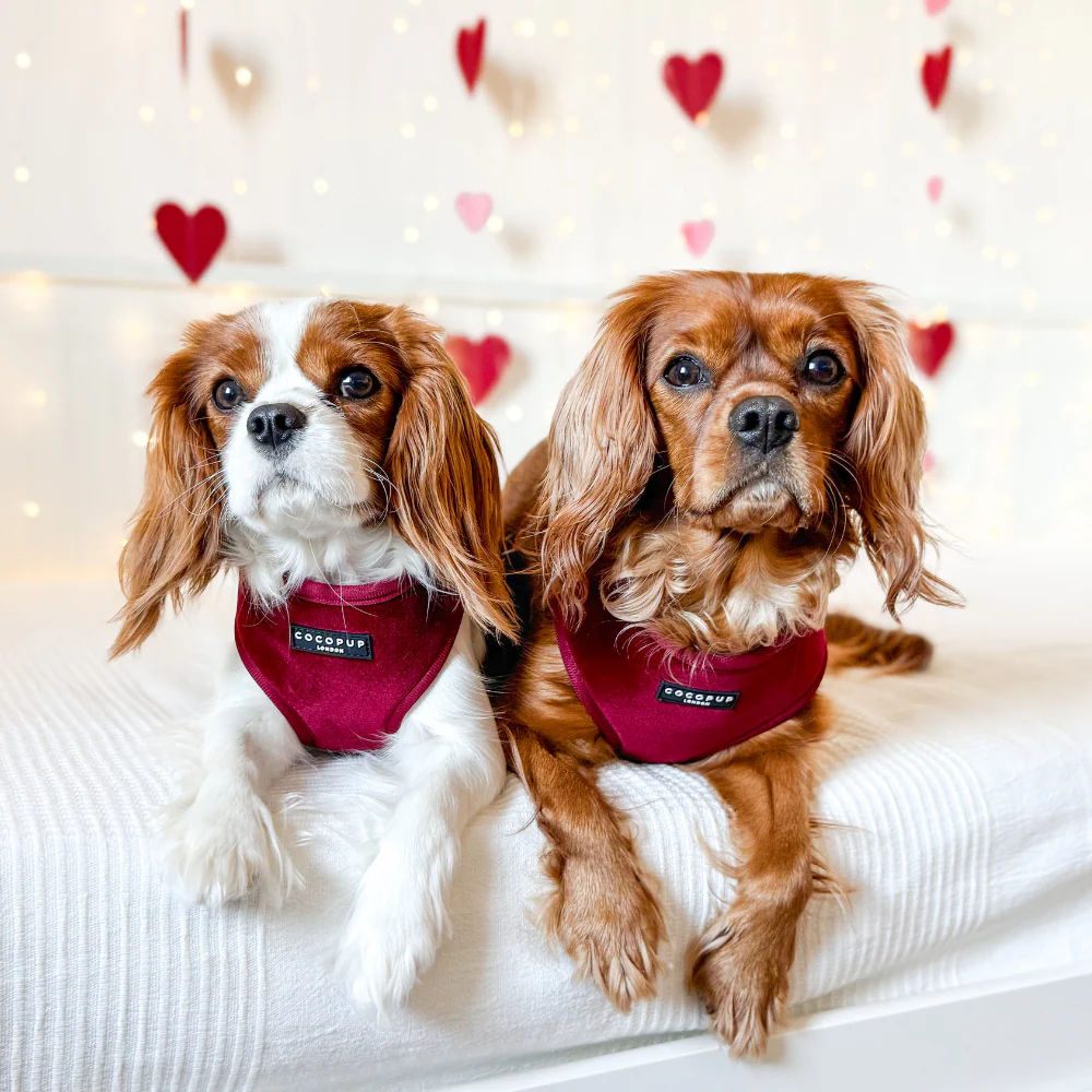 Two Cavalier King Charles Spaniels wearing Cocopup London harnesses
