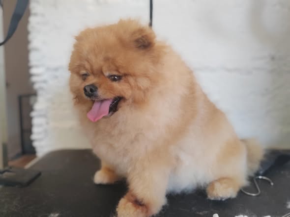 Tomo