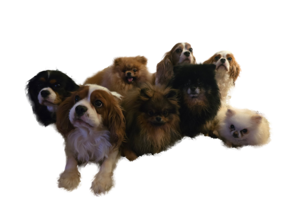 Matej's Angels Kennel