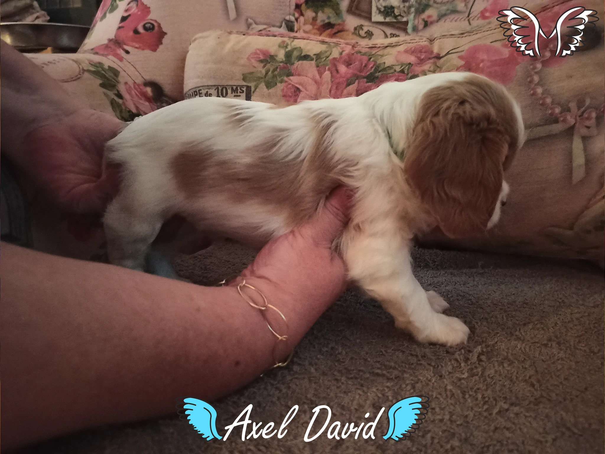 Axel David