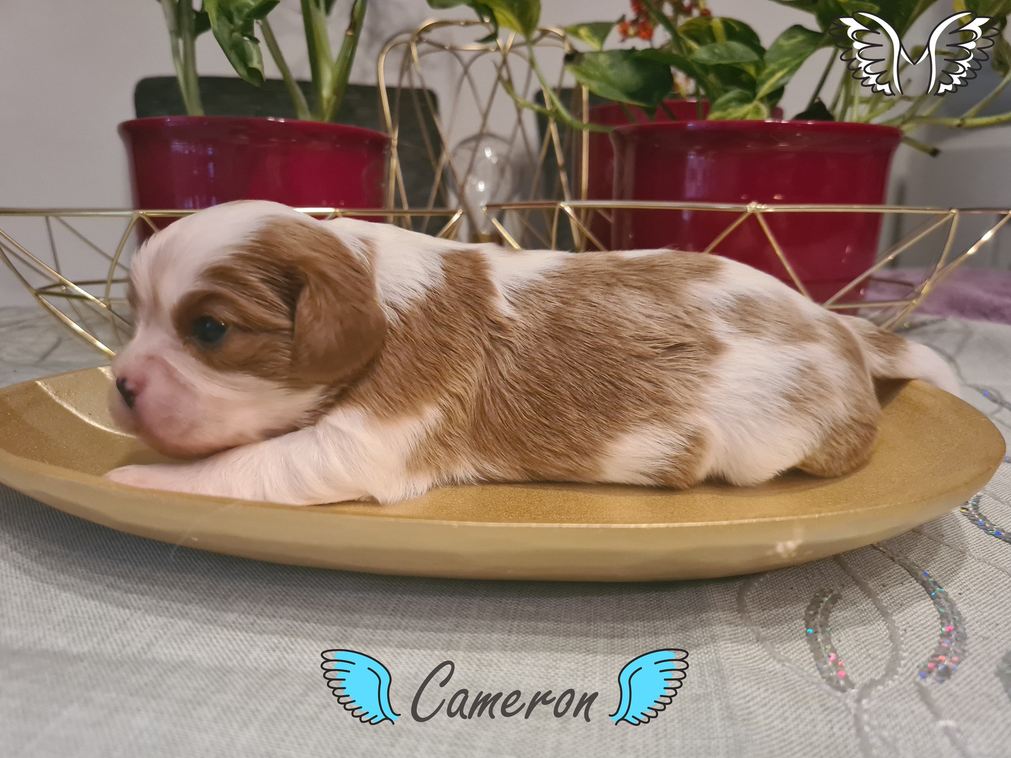 Cameron