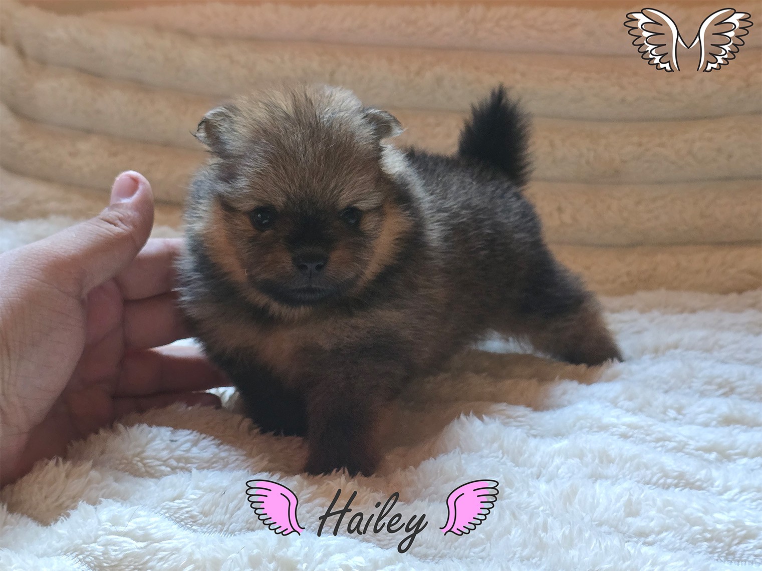 Hailey