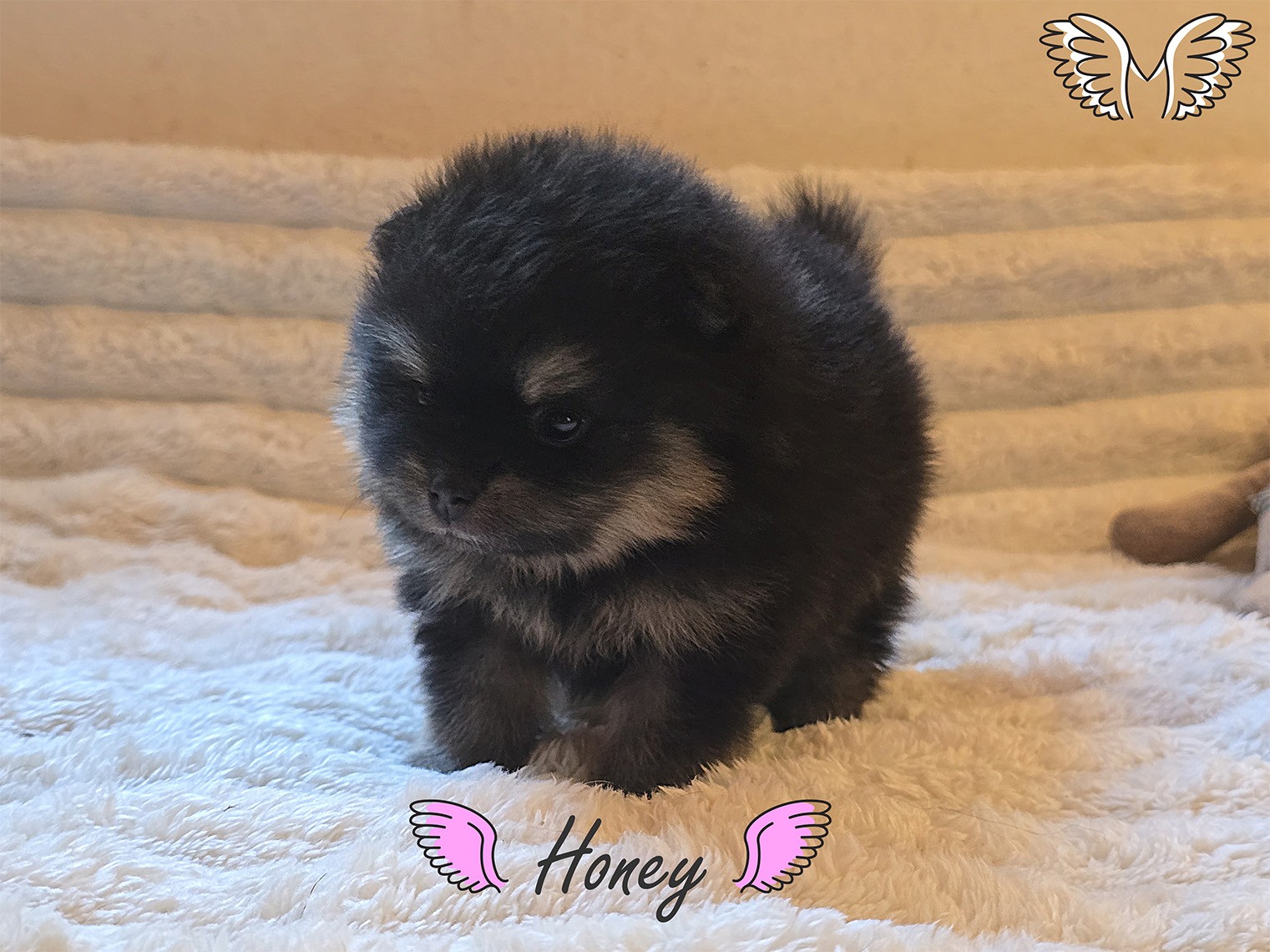 Honey